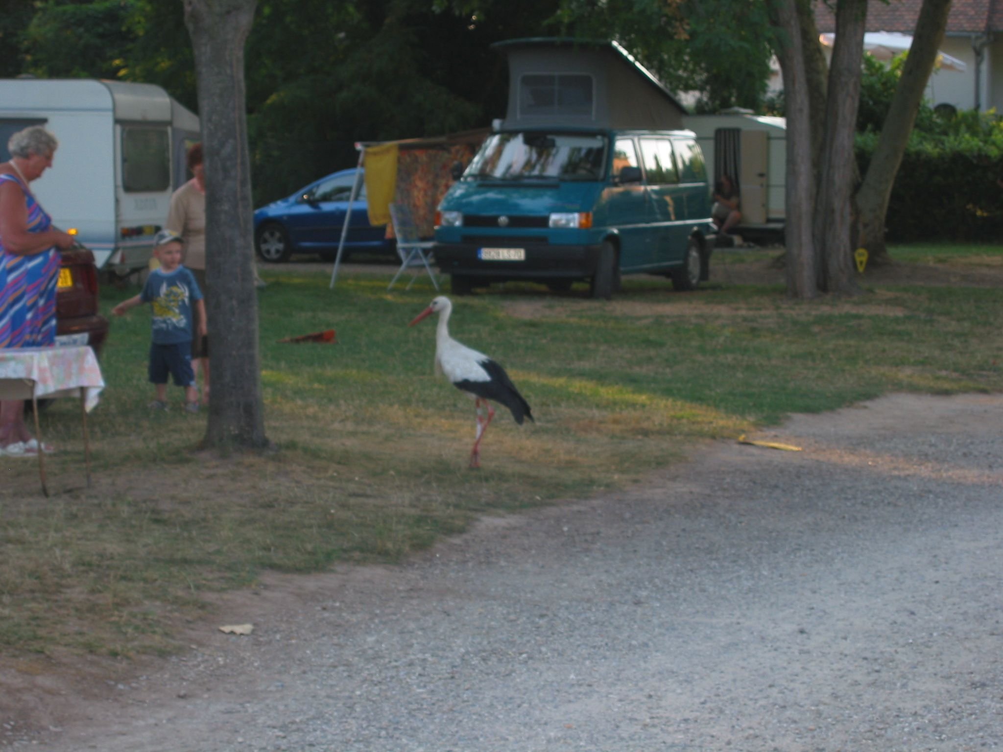 Stork at Selestat Campsite near Colmar.jpg
